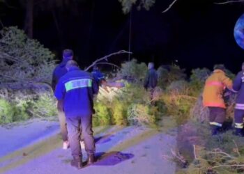 Vlorë/ Era e fortë rrëzon pishën në Pyllin e Sodës, përplaset një automjet nga bllokimi i rrugës –