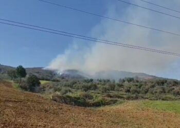 Alarm në Berat, zjarr në ullishtet e Duhanasit, po avancon drejt zonës me pisha –