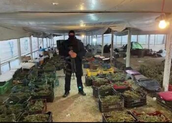 Akuzohen se kultivuan deri në 1.8 tonë kanabis në Berat, SPAK kërkon 133 vite burg për 17 të pandehurit –