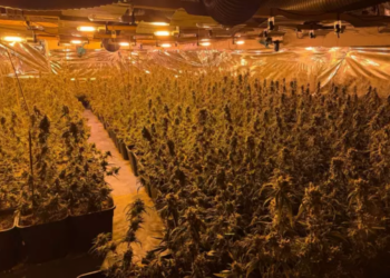 U tradhtuan nga koshi i mbeturinave, policia gjermane zbulon plantacionin e kanabisit të shqiptarëve –