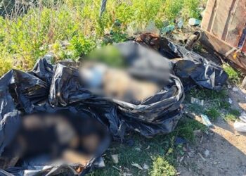 Skandal i heshtur? Akuzat për trajtimin e mbetjeve shtazore dhe mungesa e reagimit institucional në Bashkinë e Tiranës –