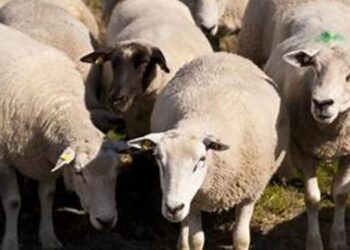 Kosova ndalon importin e deleve dhe dhive nga Shqipëria, institucionet e fshehin sëmundjen –