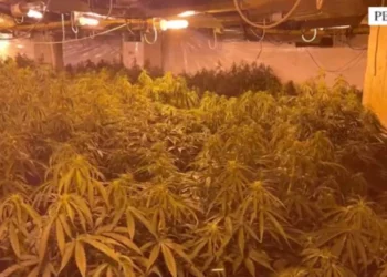 Kanabisi në magazinën e ish-drejtorit të burgut/ Drejtori Hita “shkrin” komisariatin e Peqinit, largohen 7 inspektorë dhe komisarë –