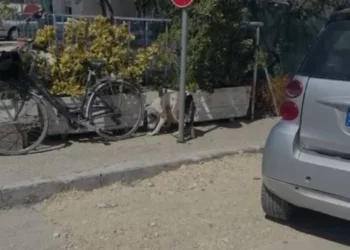 Ishte duke luajtur me gjyshen në Lungomare, Pitbulli kafshon në kokë 4-vjeçaren –