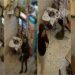 Atentati ndaj “Guçit”/ Si u lokalizua dhe arrestua Fabjan Brahja, në kërkim Bledar Çuni –