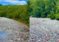 Alarm mjedisor në Kukës, liqeni mbulohet nga mbeturinat plastike –