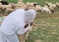 Rikthehet murtaja e bagëtive! Karantinohet një fshat në Shkodër, groposen rreth 20 krerë dele –