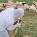 Rikthehet murtaja e bagëtive! Karantinohet një fshat në Shkodër, groposen rreth 20 krerë dele –