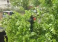 Era e fortë krijon probleme në Vlorë, dy pemë rrëzohen dhe bllokojnë rrugët –