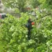 Era e fortë krijon probleme në Vlorë, dy pemë rrëzohen dhe bllokojnë rrugët –