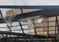 Flakët djegin tregun e fruta-perimeve në Lushnje, raportohet për dëme të mëdha materiale –