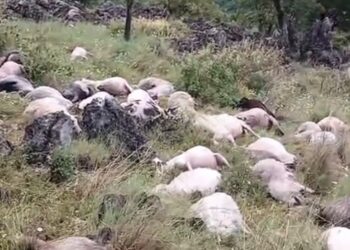 Rrufeja godet kullotat në Delvinë! Ngordhin rreth 150 dele –
