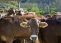 Moti i keq shkakton dëme në Kalanë e Dodës, përroi merr para 10 krerë lopë –