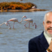 Flamingot i solla unë… –